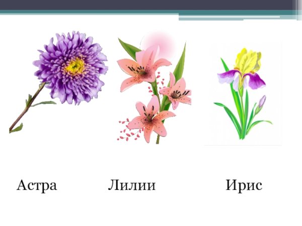 Тюльпаны нарциссы Подснежник одуванчик