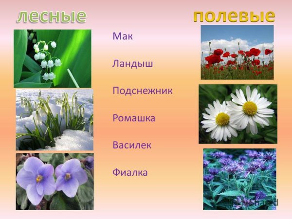 Четвертый лишний цветы