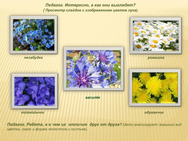 Колокольчик Ромашка Василек