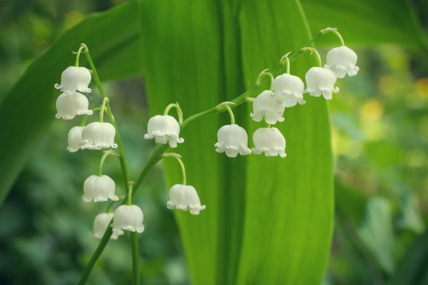 Мак Ромашка Василек колокольчик