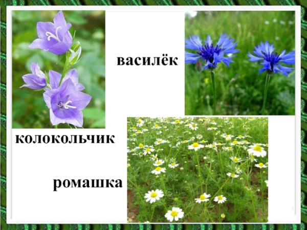 Колокольчик одуванчик Василек