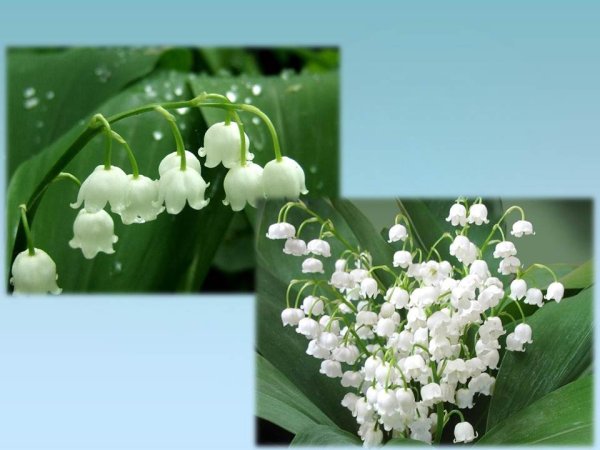 Растения весенних цветников названия