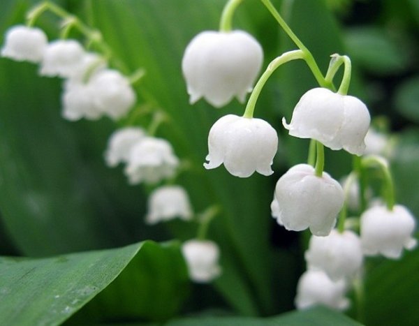 Демонстрационный материал цветы