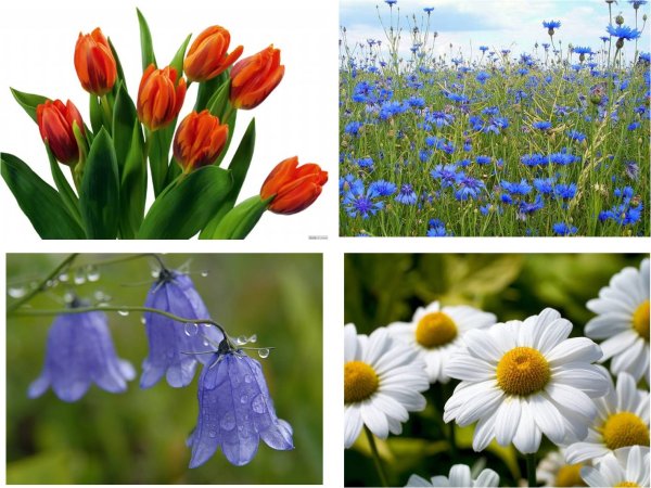 Полевые цветы для дошкольников