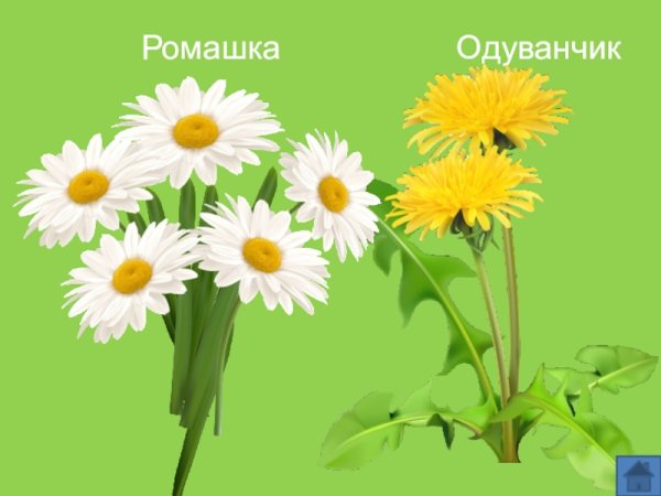 Полевые цветы названия