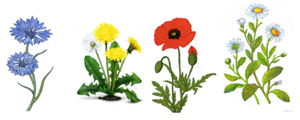 Цветы карточки для детей