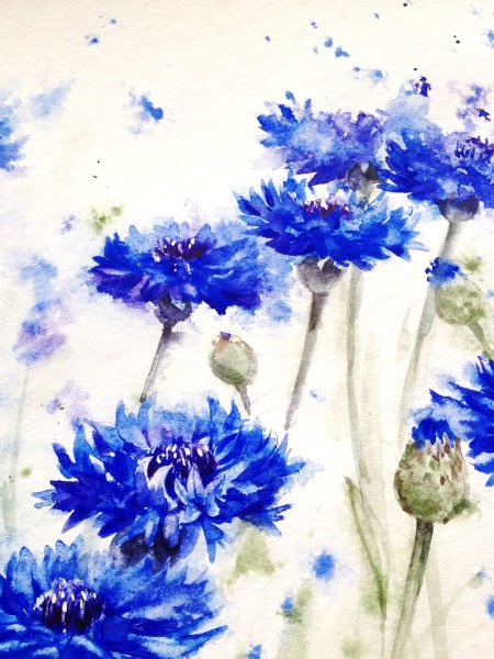 Василек гуашью