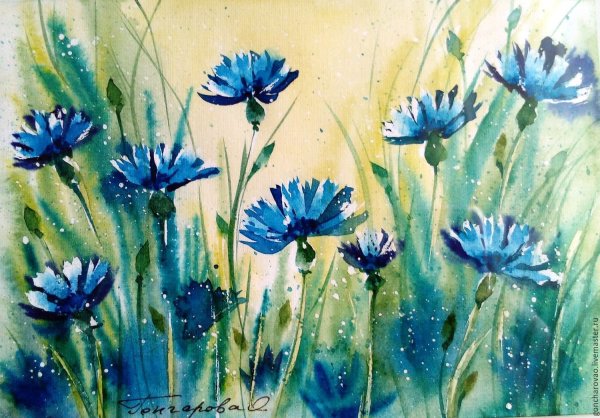 Василек акварель