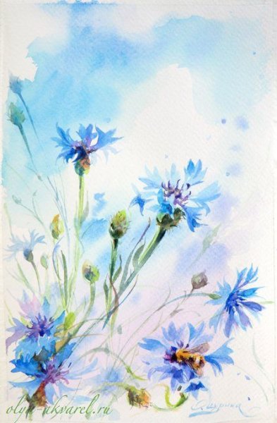 Василек акварель