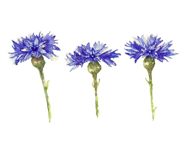 Василек полевой