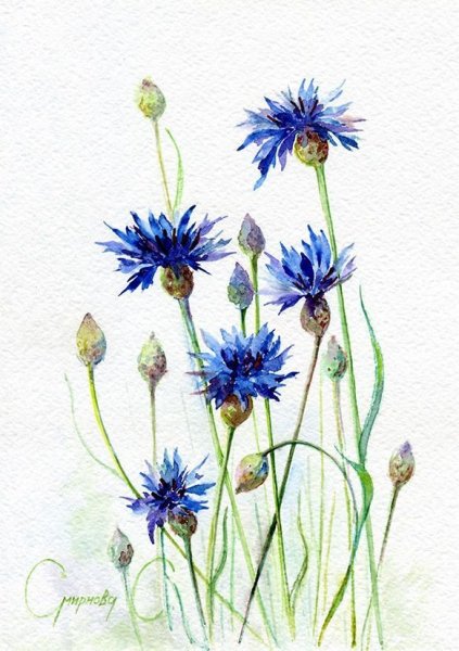 Ботаническая иллюстрация Василек акварель