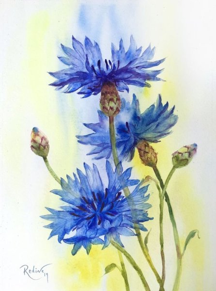 Василёк Боровой гербарий