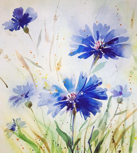 Полевые цветы акварелью
