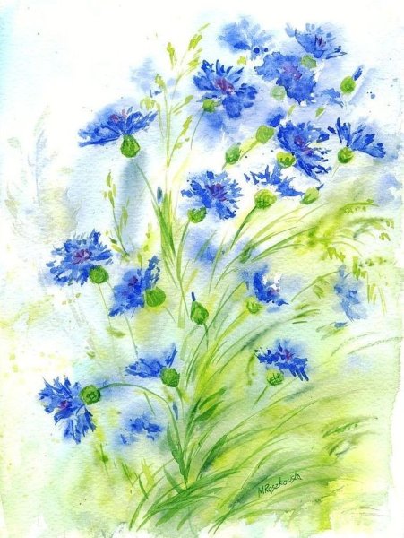 Васильки акварелью