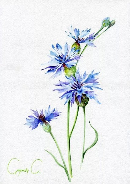 Ботаническая иллюстрация Василек акварель