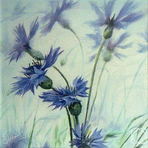 Василек акварель