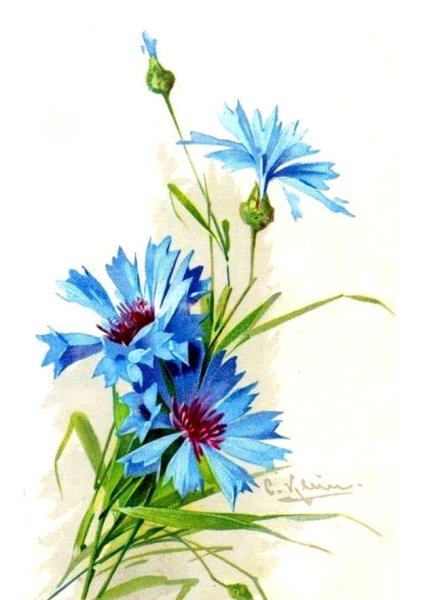 Катарина Кляйн акварель