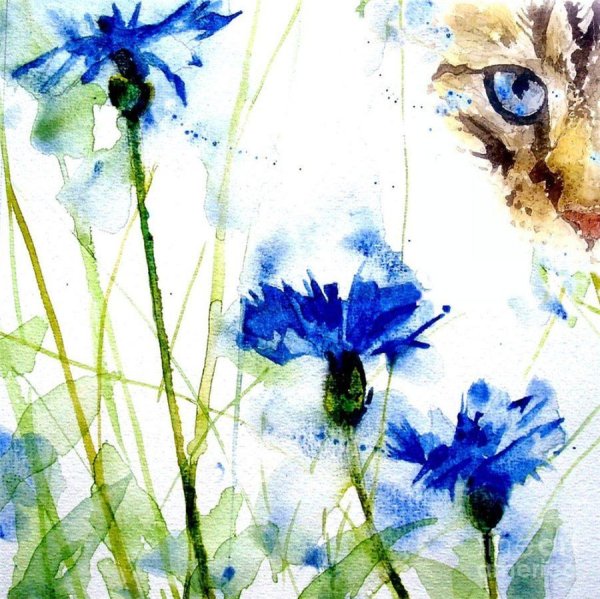 Васильки Ботаническая иллюстрация