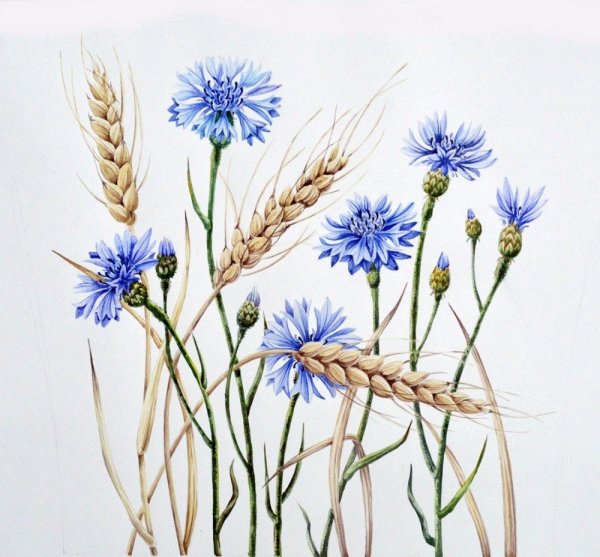 Акварельные эскизы