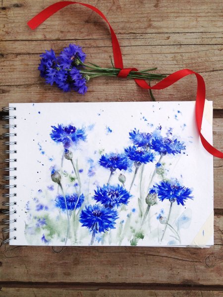 Василек Луговой ботаника