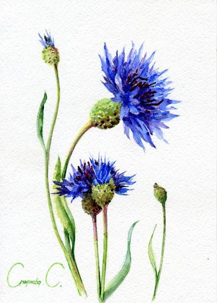 Художник Malgorzata Szczecinska