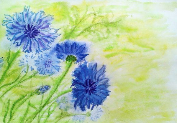 Василек акварель