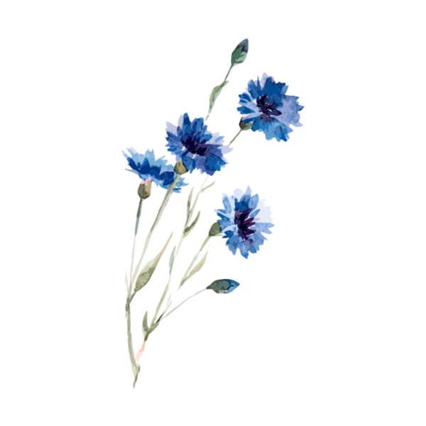 Васильки акварелью
