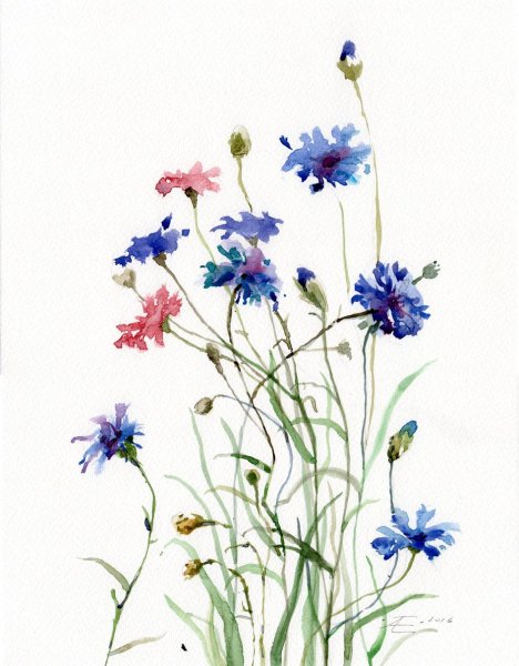 Васильки акварелью