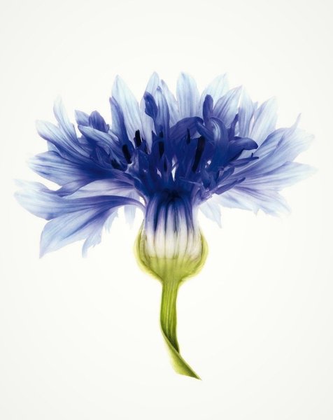 Васильки акварелью