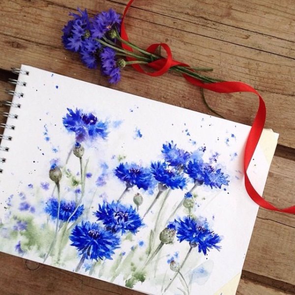 Василек акварель