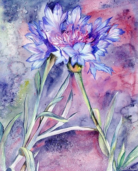 Скетч ромашки акварелью