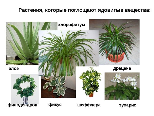 Нецветущие ядовитые комнатные растения