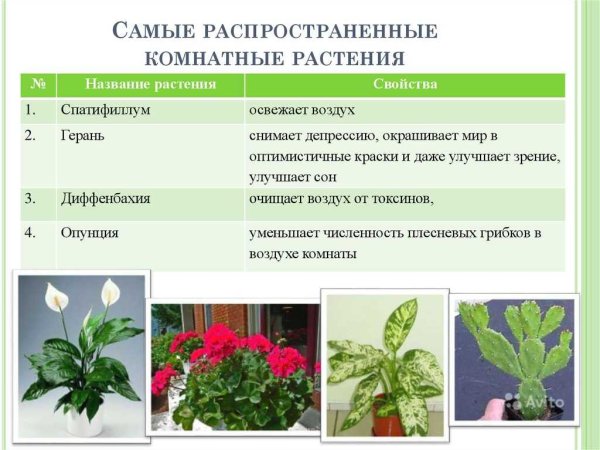 Распространенные комнатные растения