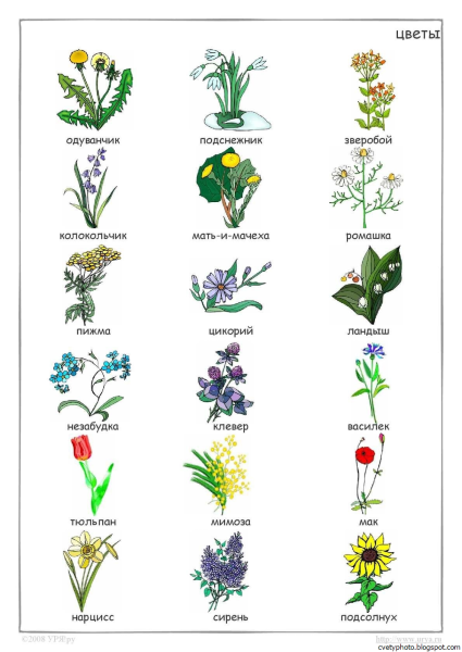 Названия полевых цветов с картинками