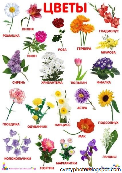 Цветы картинки для детей с названиями