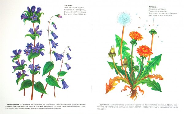 Дидактический материал полевые цветы