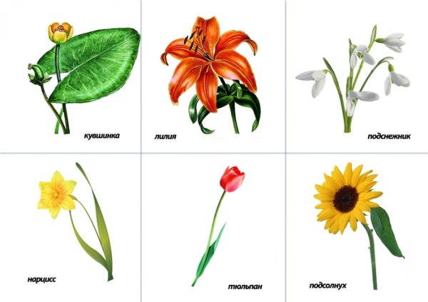 Цветы карточки для детей