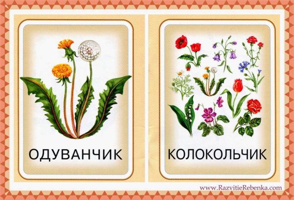 Цветы карточки для детей с названиями