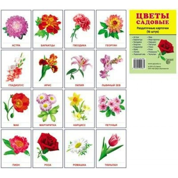 Цветы карточки для детей
