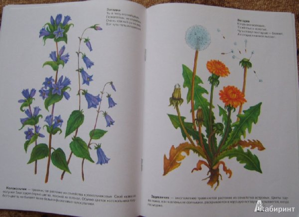 Полевые цветы энциклопедия и их названия