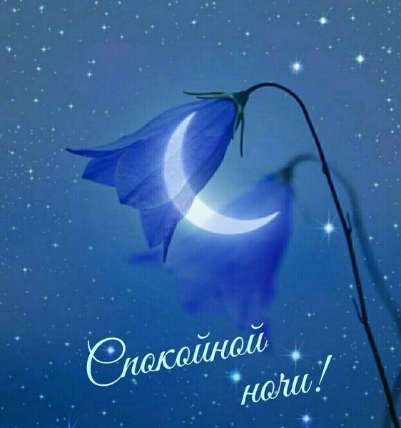 Открытки спокойной ночи с цветами