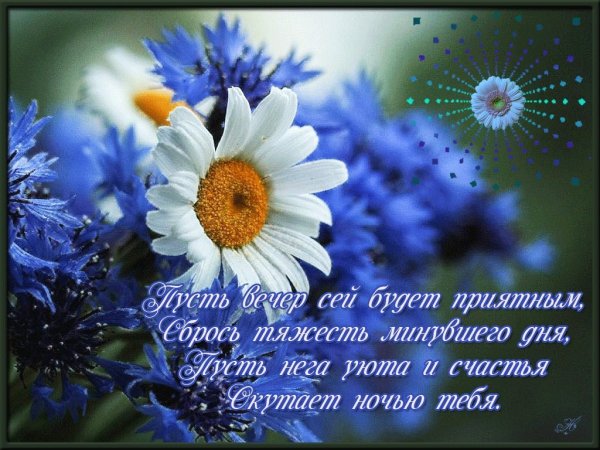 Красивые цветы васильки