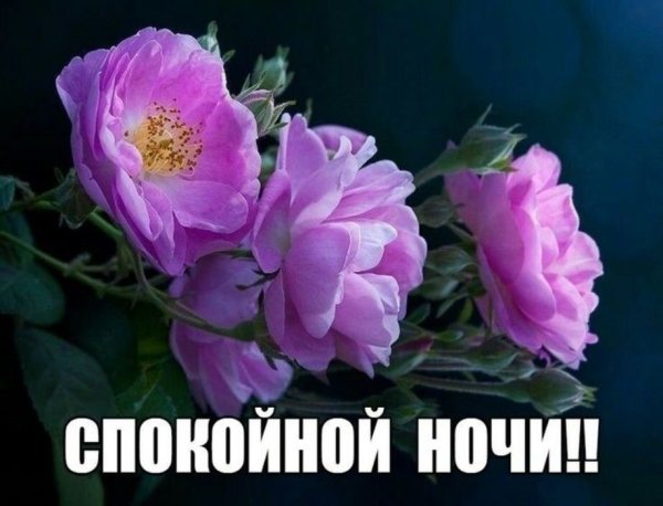 Цветы лотоса спокойной ночи