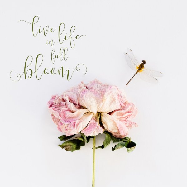 Красивые фразы про цветы