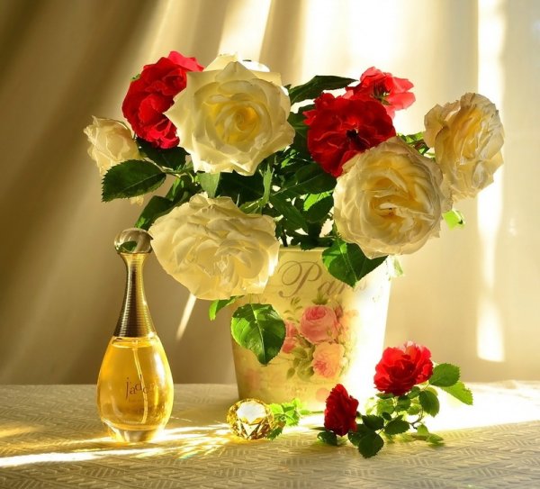 Прекрасные нежные цветы