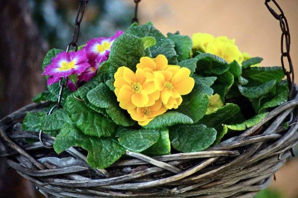 Примула комнатная