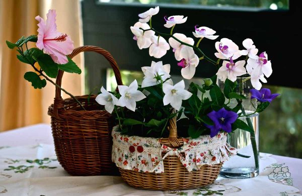 Очень красивые цветы в горшках