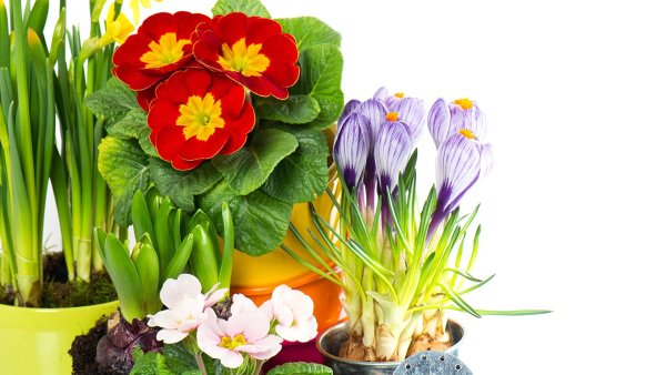 Крокусы и примула