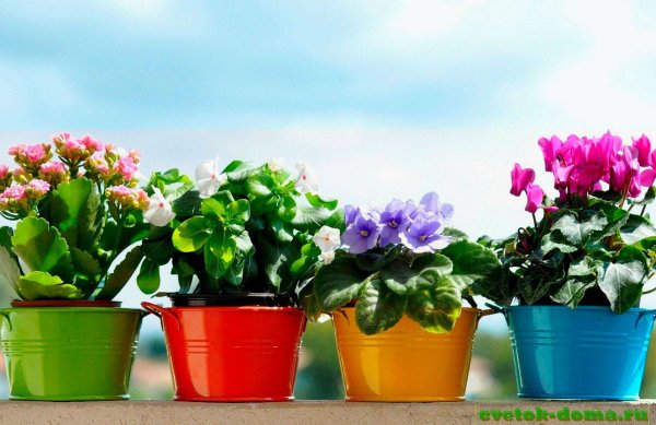 Цветы в горшочках