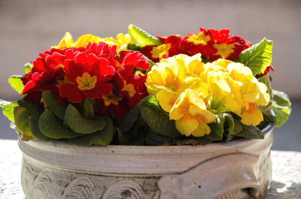 Примула Crescendo Yellow